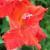 gladioluscflocypresscreeknagc