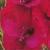 gladioluscflodymosnagc