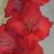 gladioluscfloedsconquestncoe