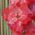 gladioluscflofarmersdaughternagc