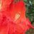 gladioluscflofirepokernagc