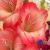 gladioluscflokarenpncoe