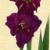 gladioluscfloprofessorplumnagc2