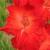 gladioluscfloscarletstarletnagc