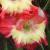 gladioluscfloshenanigansnagc