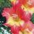 gladioluscflotabascocatnagc