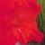 gladioluscflovolunteernagc2