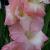 gladiolusfflofriendshiprvroger1a