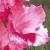 gladiolusfflonostalgienagc1