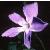 greatercfloperiwinkle1
