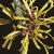 hamamelisflotmollis1a