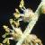 holmcflomaleoak1