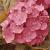hydrangeaflotmacrophylla1