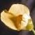 irishcflobladderwort1a