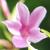 jasminumflotbeesianum1