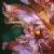 knapweedcflobroomrape1a