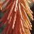 kniphofiaflottriangularis1