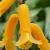 lachenaliacfloaloidesaurearvroger1a