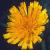 leafycflohawkweed1