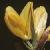 lessercflogorse1