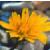 lessercflohawkbit1