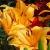 lilliumcflobuffpixiegeetee1a