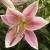 lilliumcfloconamorervroger1a