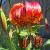lilliumcflopardalinumrvroger1