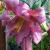 lilliumcflopinkperfectionrvroger1