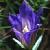 marshcflo2gentian1