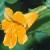monkeycfloflower1