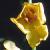 mothcflomullein1