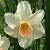narcissuscflobellsongdeeproot1