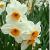 narcissuscflogeraniumdeeproot1