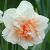 narcissuscflorepletedeeproot1a