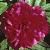 paeoniaofficinalisrubraplenaflot1