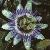 passifloraflotcaerulea1