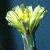 pricklycflolettuce1