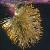 pussycflo1malewillow1