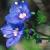 rockcflospeedwell1