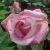 rosaadmiralrodneycflo1a