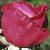 rosaalecsredflot1