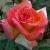 rosaarizonasunsetcflorogerltd1