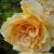 rosabuffbeautyCflorogerltd2a