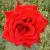 rosadeepsecretcflorogerltd1a