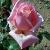 rosadoncharltoncflorogerltd1
