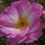 rosaescapadecflorogerltd1