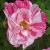 rosagallicaversicolorcflorogerltd1