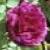 rosagipsyboycflosingle1