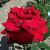 rosaingridbergmancflorogerltd1a